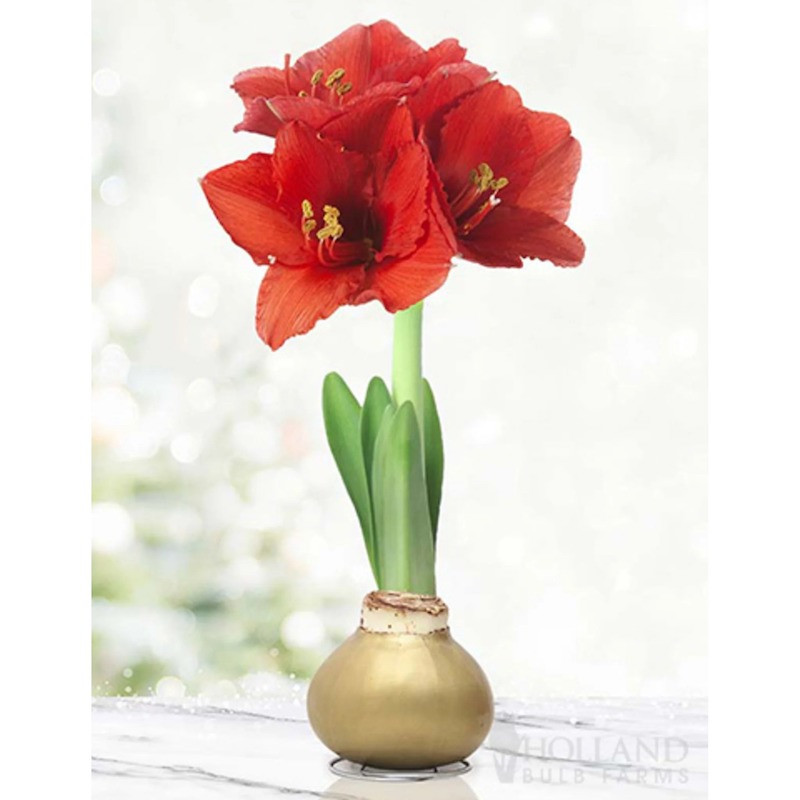 Waxed Amaryllis Bulb - Thumbnail 3