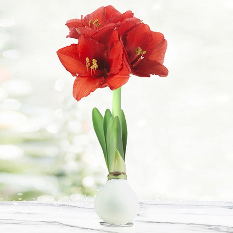 Waxed Amaryllis Bulb