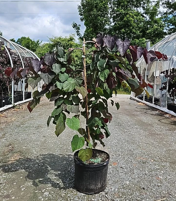 Ruby Falls Redbud Tree | Plant Addicts