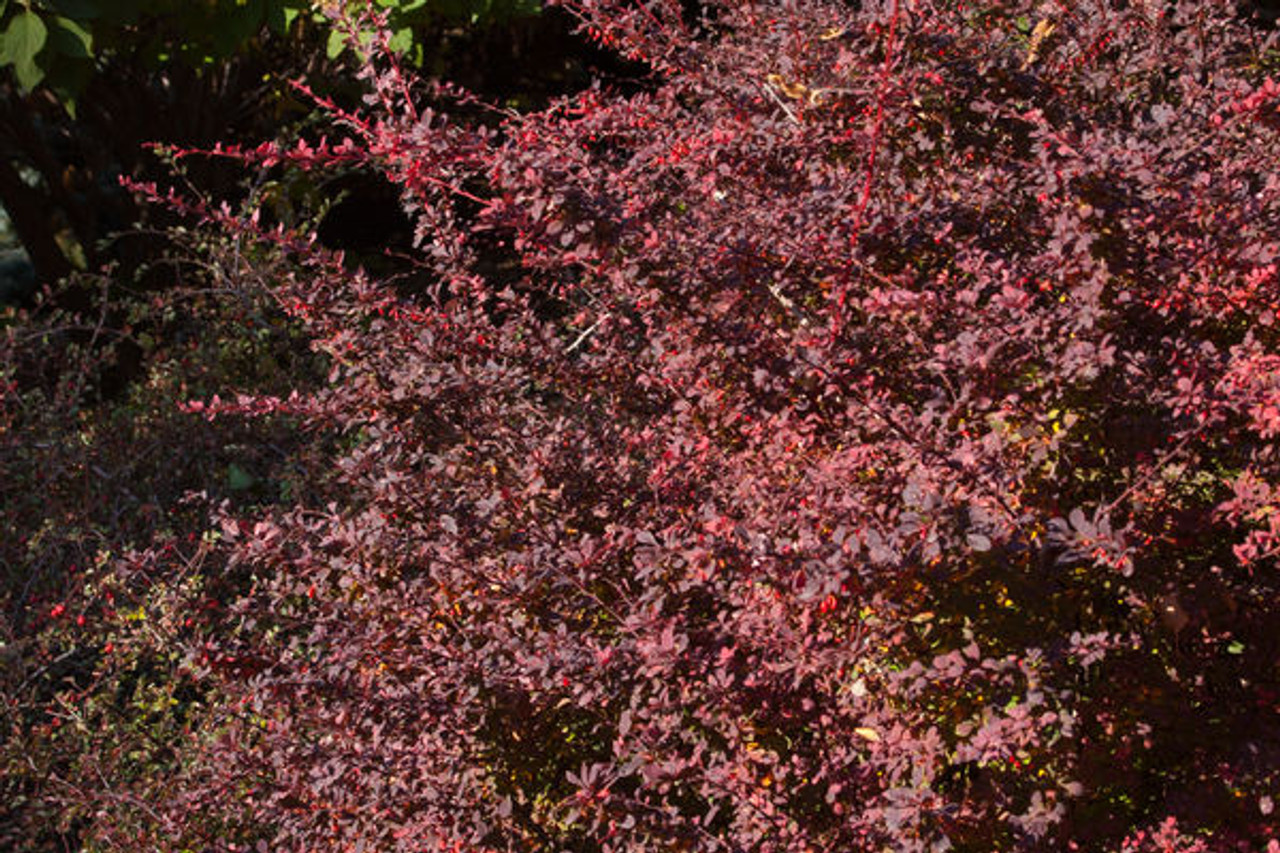 Rose Glow Barberry Plantaddicts Com
