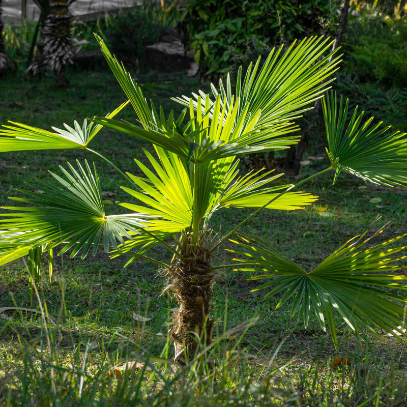 Windmill Palm Tree | Plant Addicts