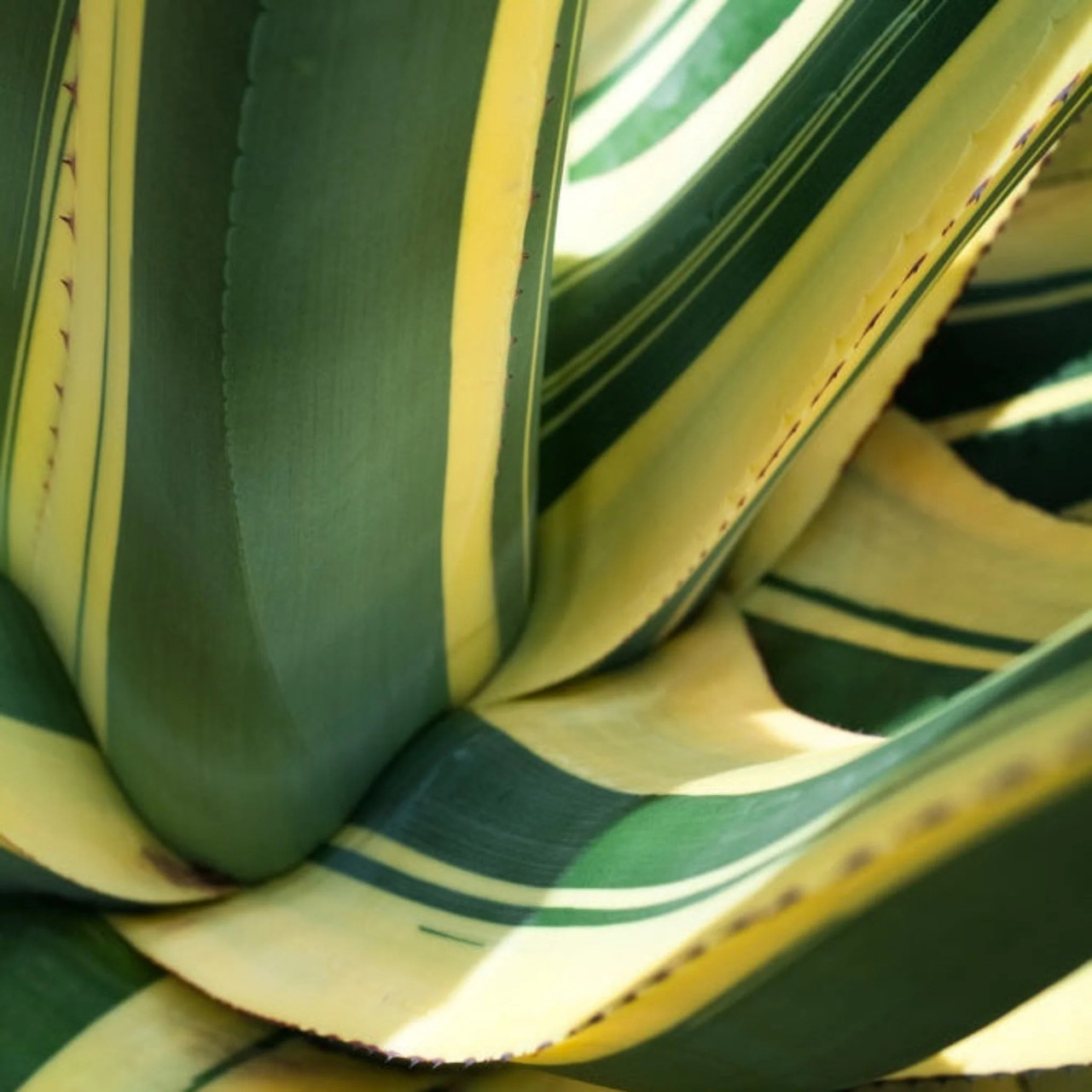 Plant Addicts Mediopicta Alba Americana Agave - Thumbnail 2