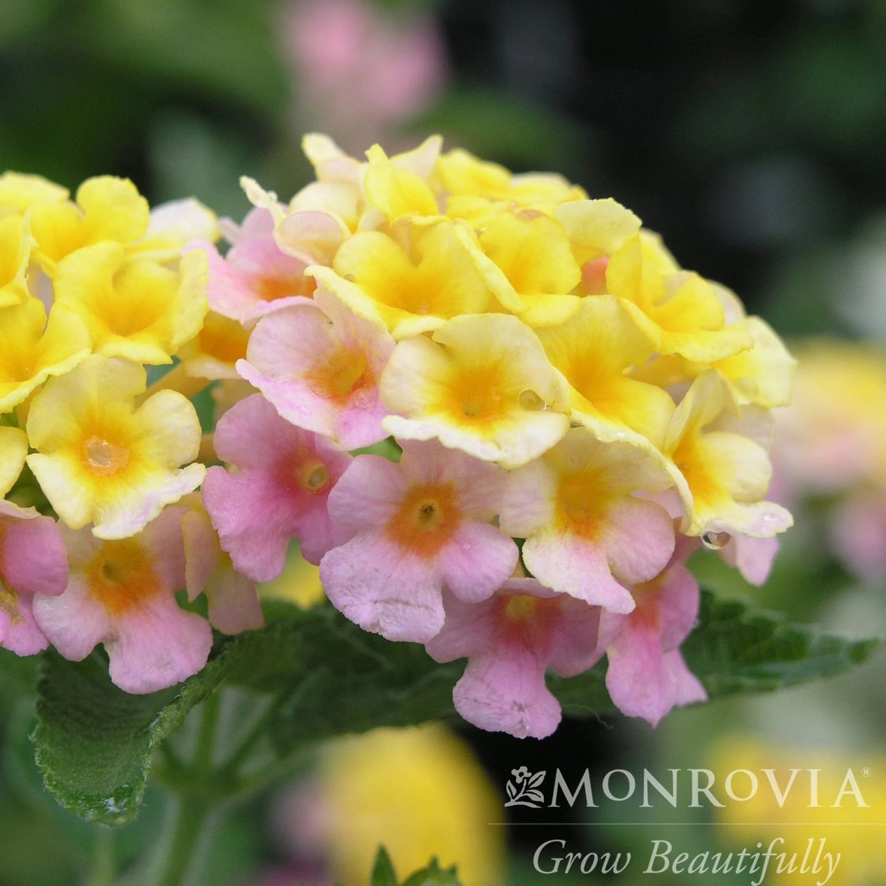 Mary Ann Lantana - Thumbnail 4