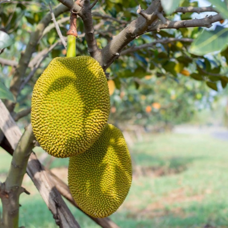 樹 Jackfruit Tree | Plant Addicts
