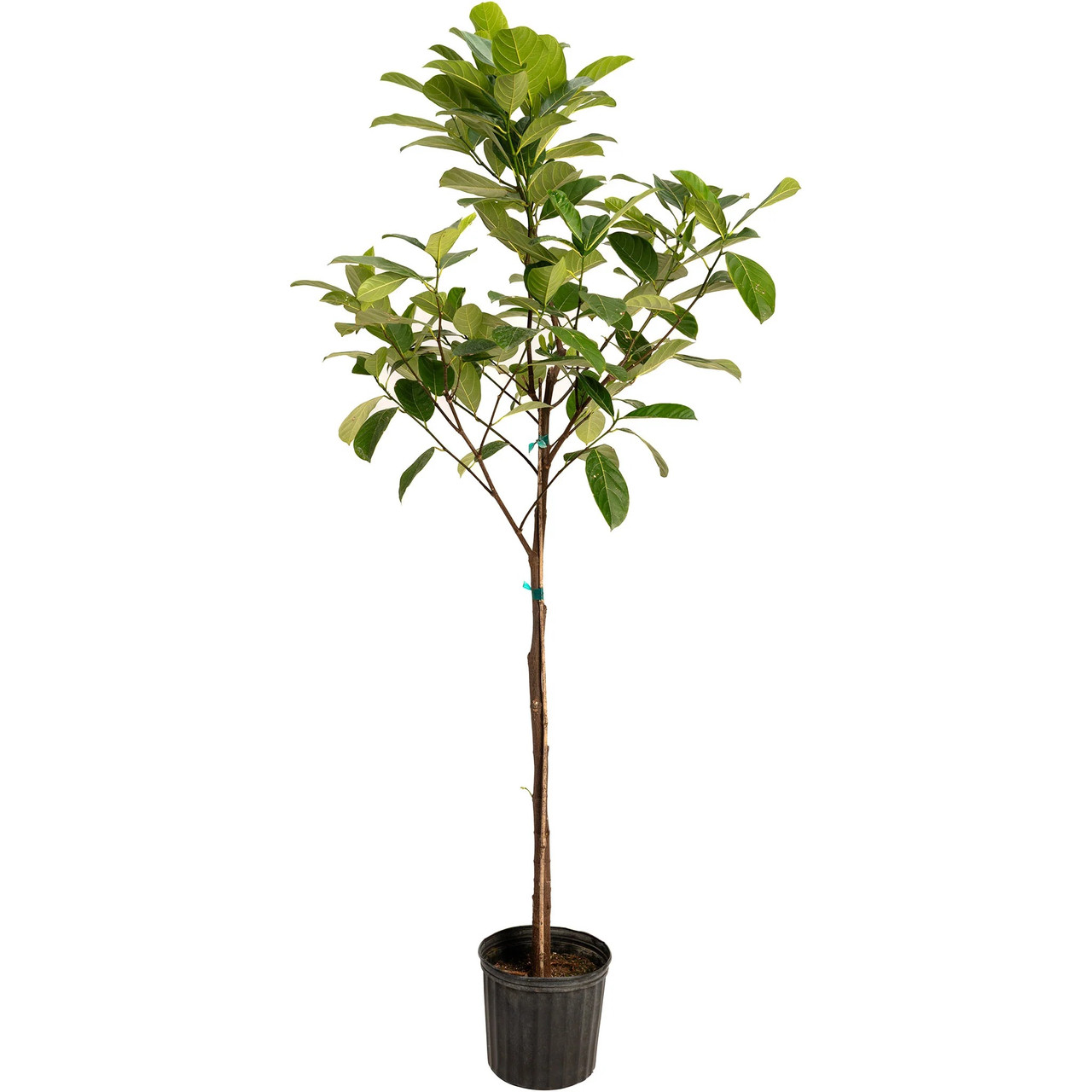 Jackfruit Tree | Plant Addicts
