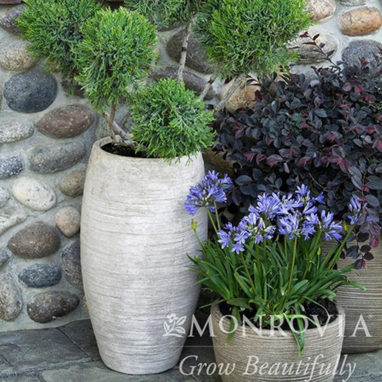Monrovia Baby Pete Agapanthus - Thumbnail 5