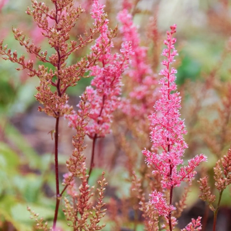 Monrovia Astilbe - Thumbnail 3
