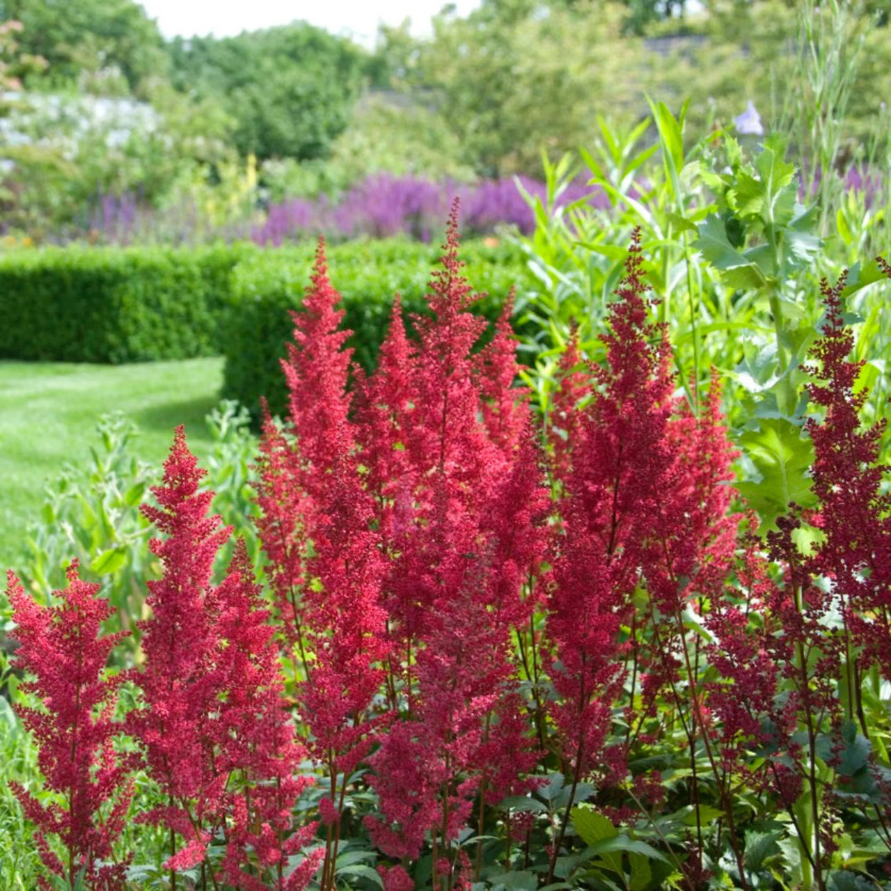 Monrovia Astilbe - Thumbnail 2