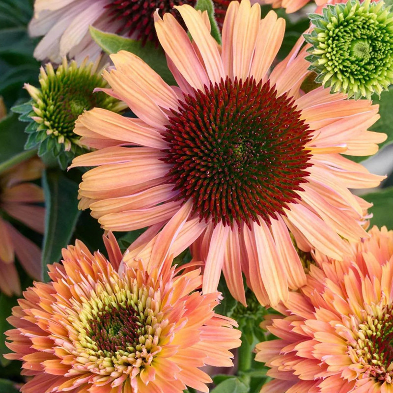 Fresco Apricot Coneflower