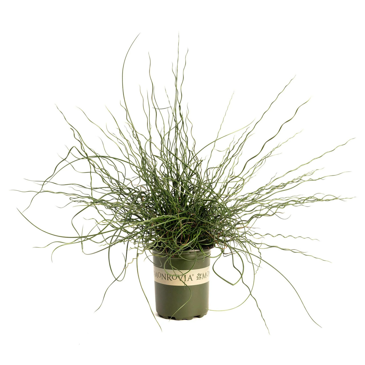Monrovia ColorGrass Twister - Thumbnail 5
