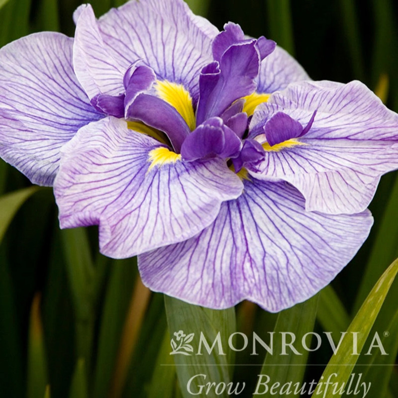 Butterflies in Flight Japanese Iris - Thumbnail 4