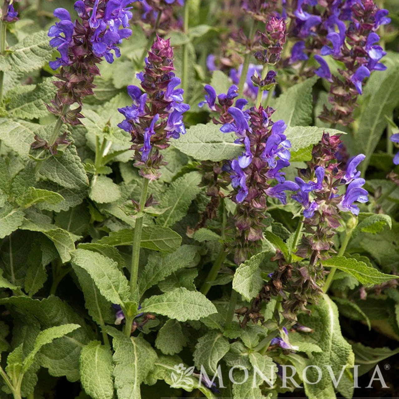 Blue Marvel Salvia - Thumbnail 4
