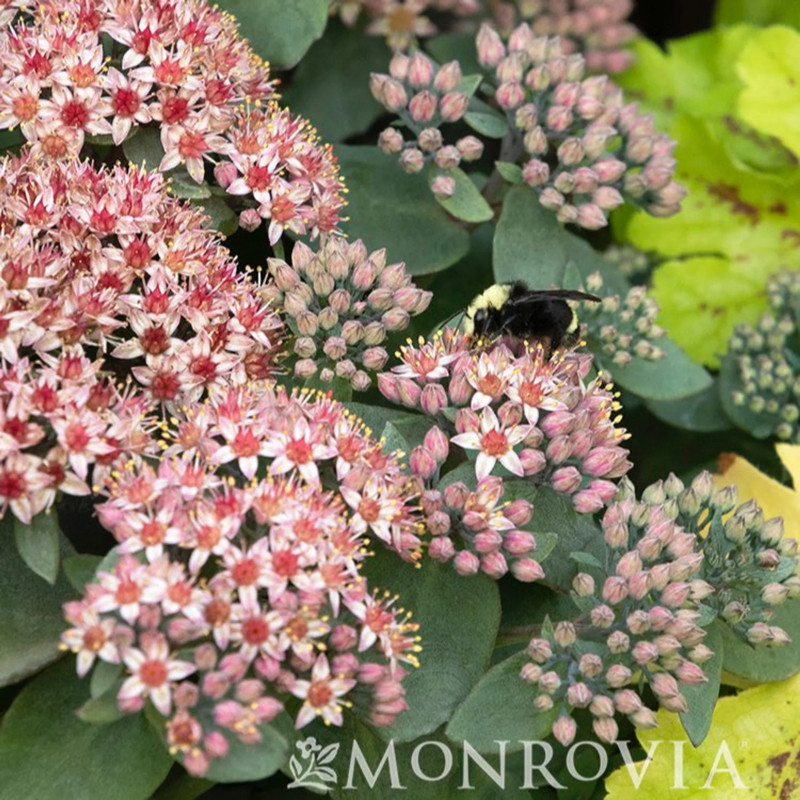 Evolution Emerald Ice Sedum