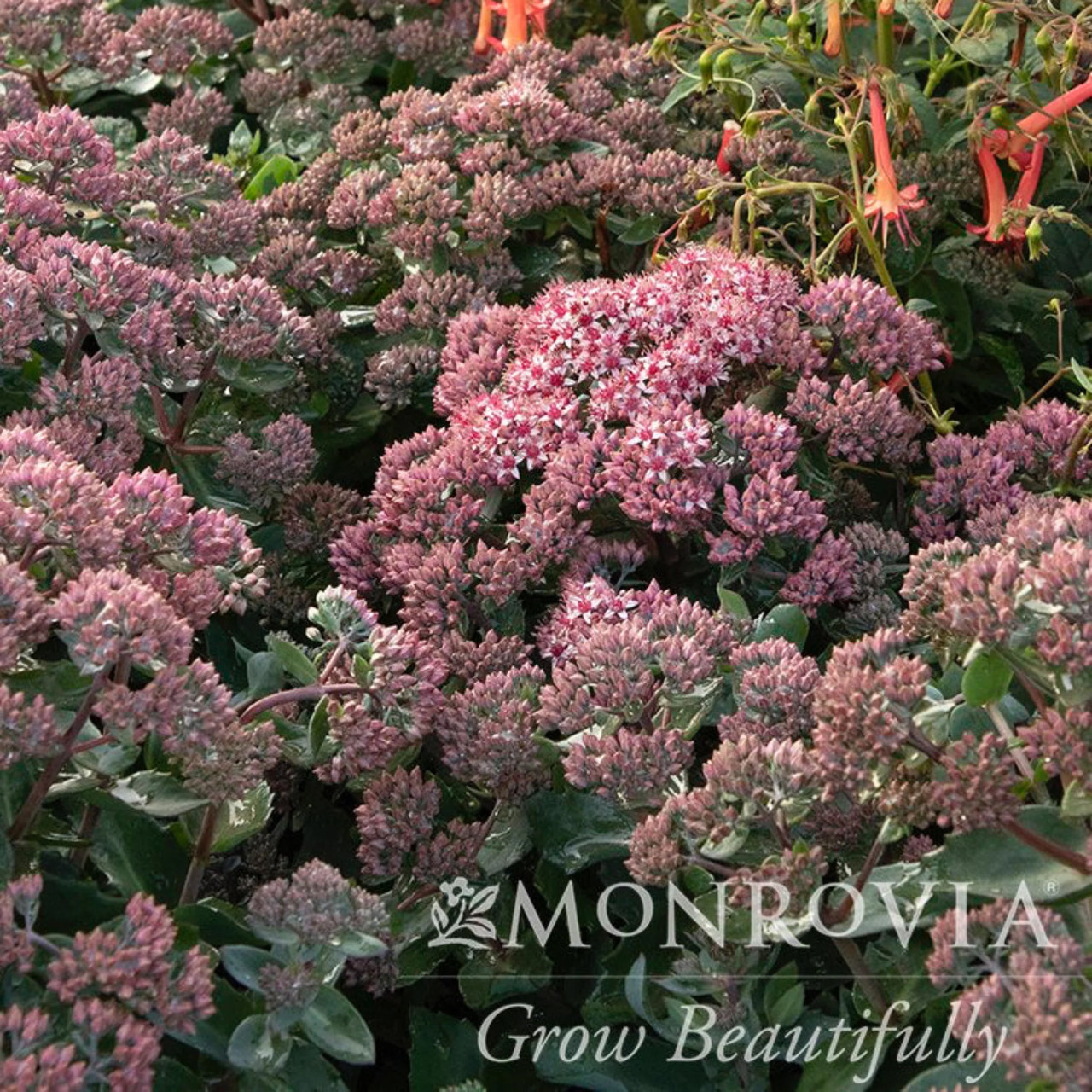 Evolution Emerald Ice Sedum - Thumbnail 4