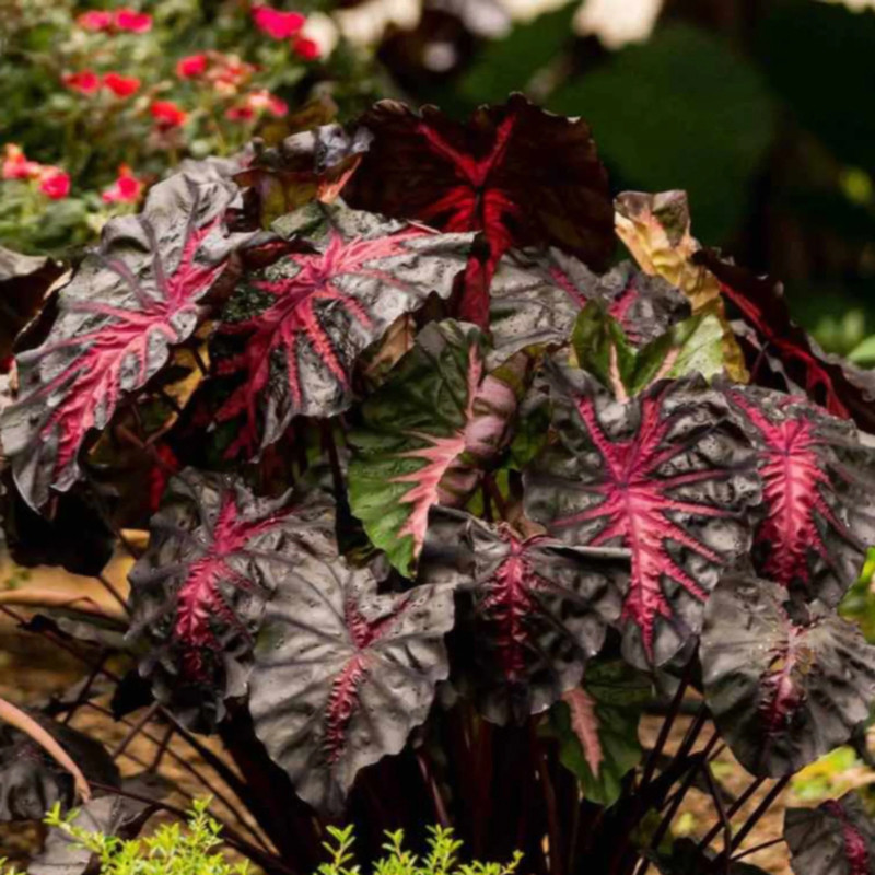 Redemption Colocasia | Plant Addicts