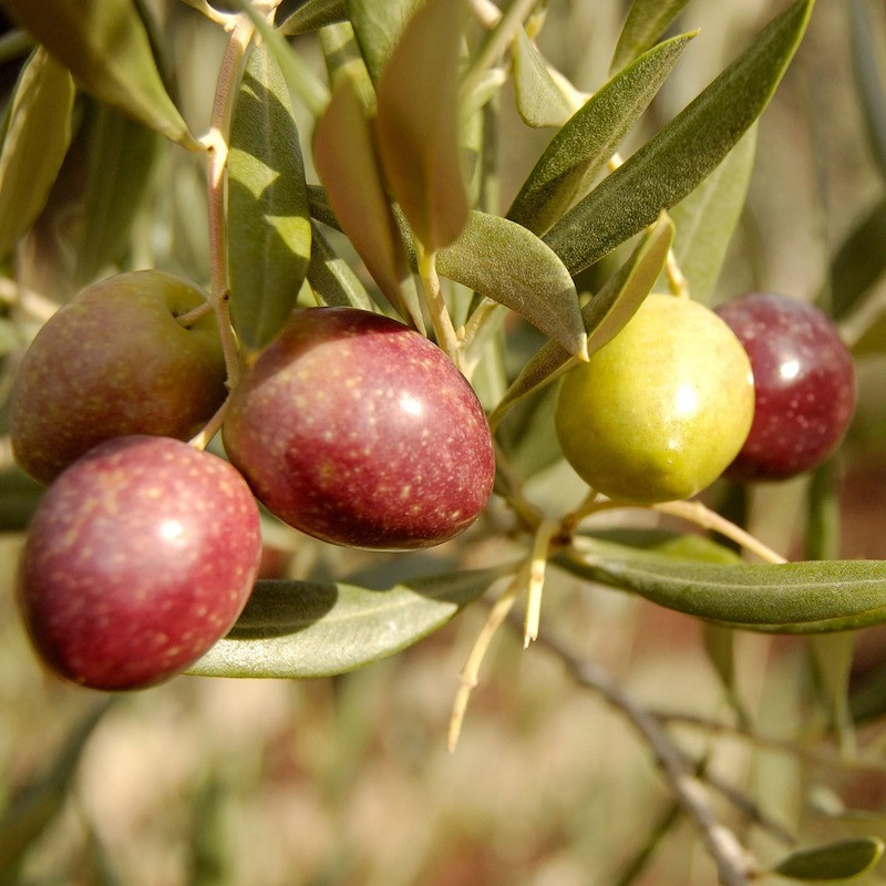 Arbequina olive tree fruits
