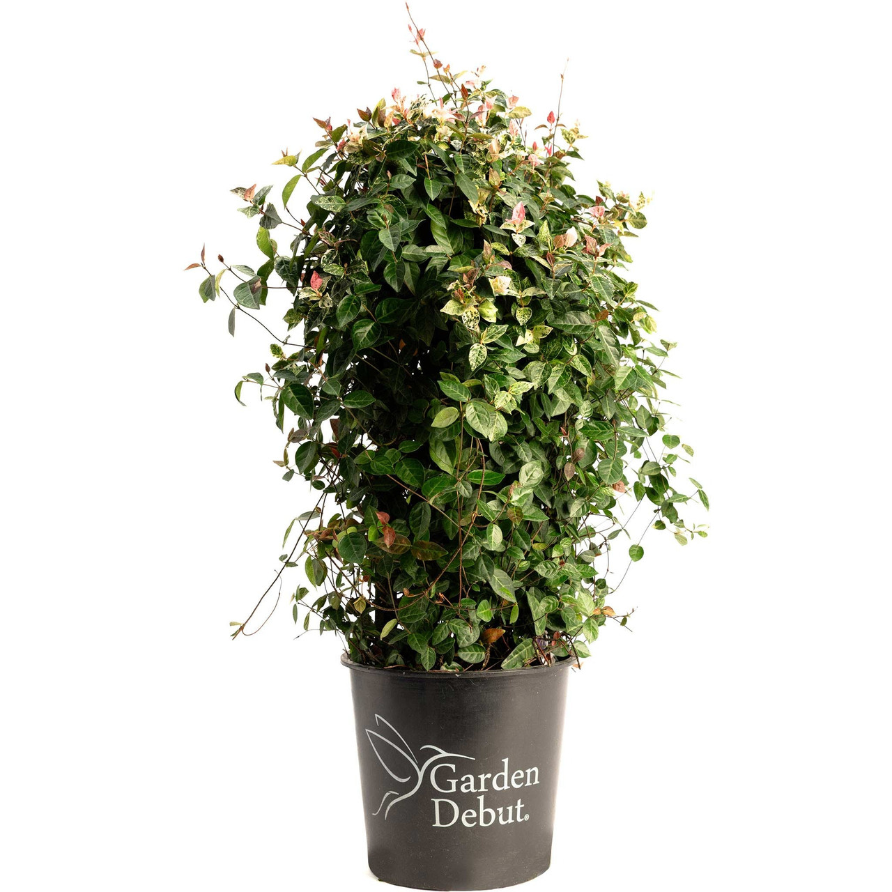 Plant Addicts Snow-N-Summer Asiatic Jasmine