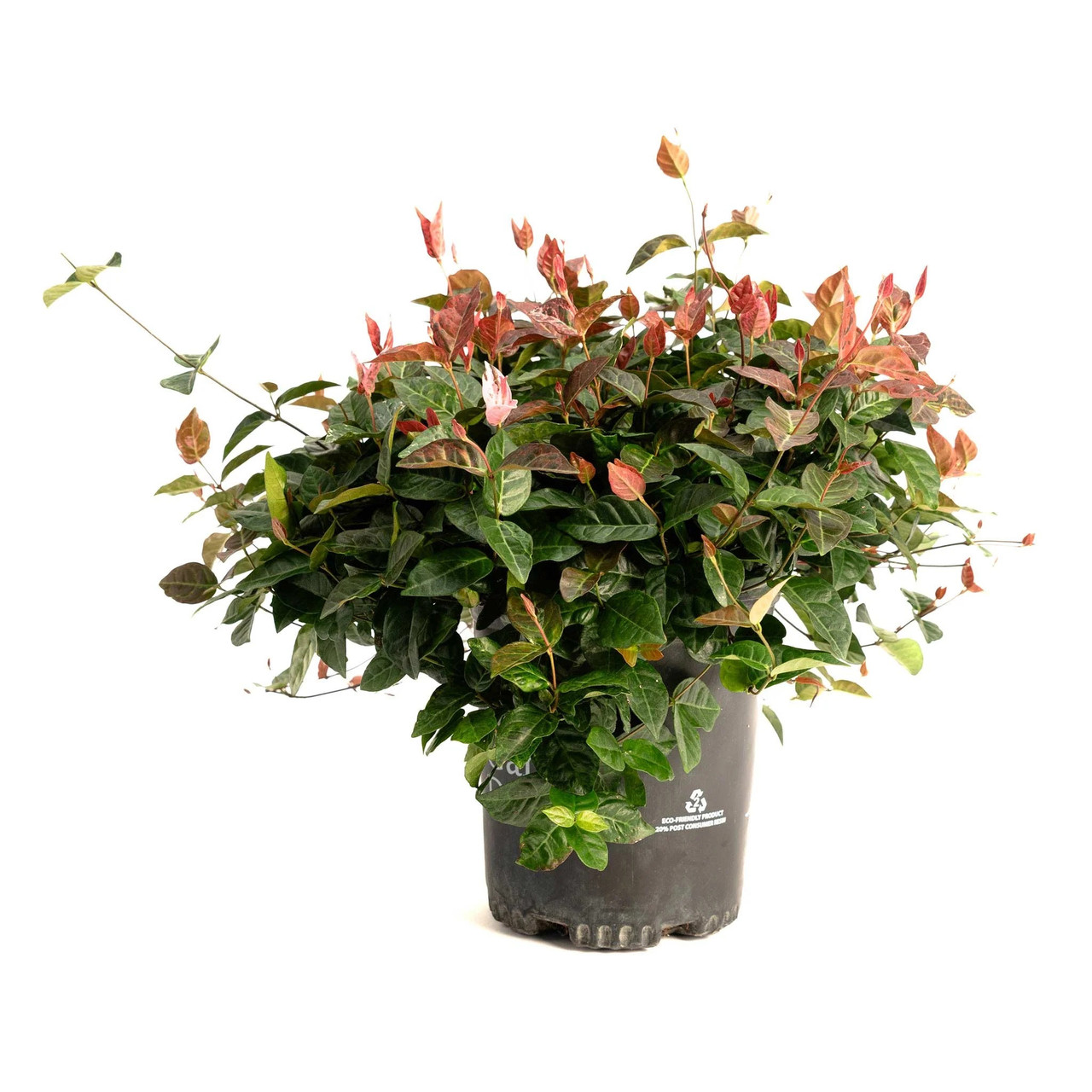 Plant Addicts Snow-N-Summer Asiatic Jasmine - Thumbnail 2