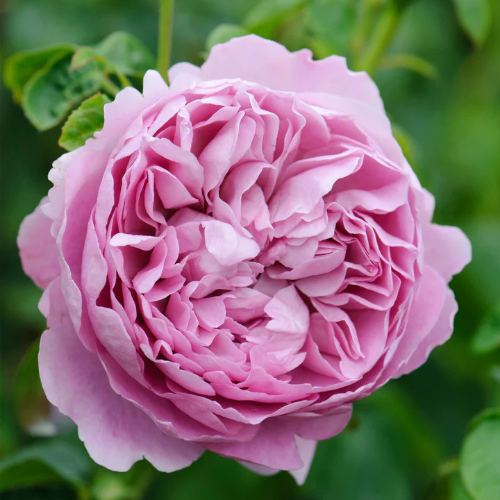 Charles Rennie Mackintosh English Shrub Rose | Plant Addicts