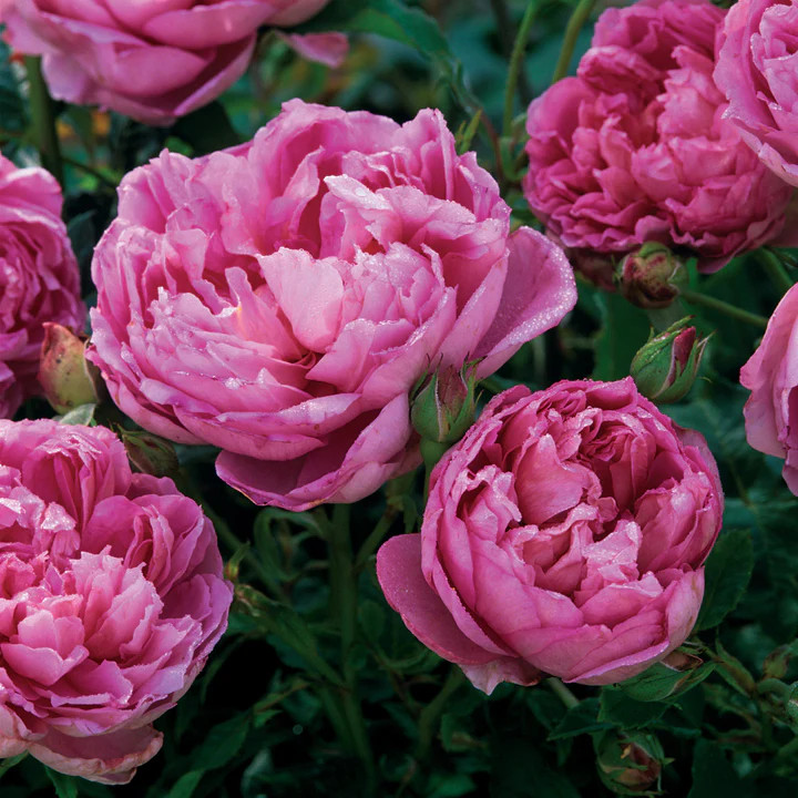 rosefunfun様 The Ingenious Mr. Fairchild® English Shrub Rose | Plant Addicts