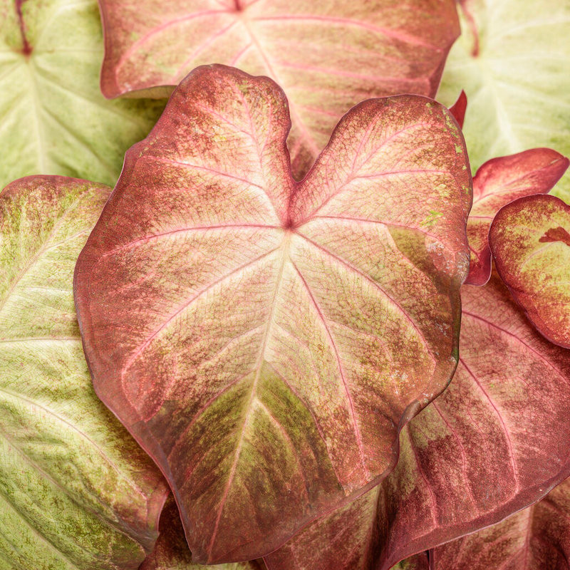 Heart to Heart® Crème Brulee Caladium | Plant Addicts