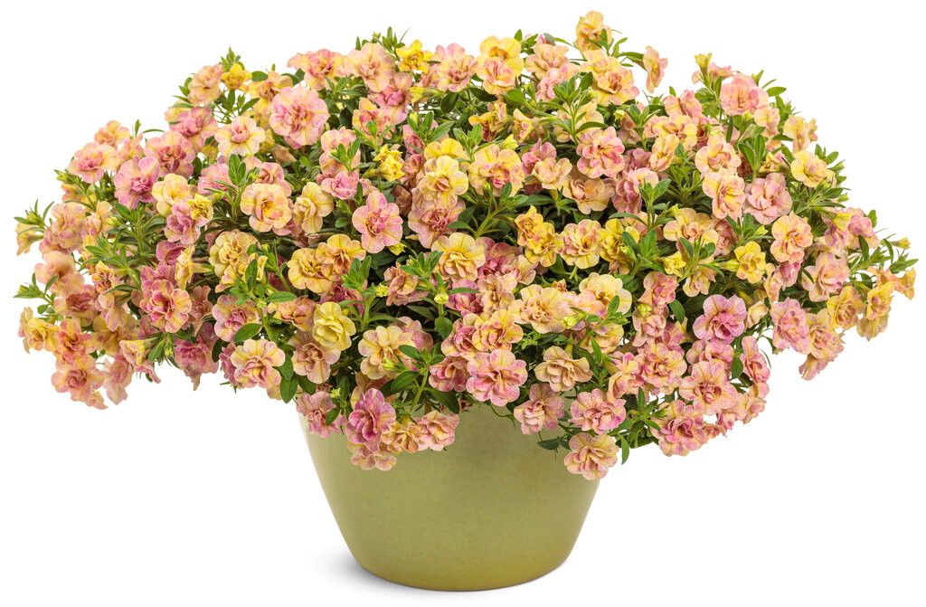 Superbells Magic® Double Grapefruit Calibrachoa | Plant Addicts