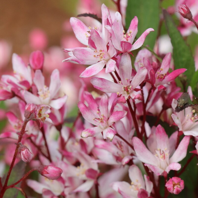Yuki Cherry Blossom® 2.0 Deutzia | Plant Addicts