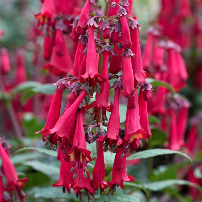 Colorburst™ Deep Red Cape Fuchsia | Plant Addicts