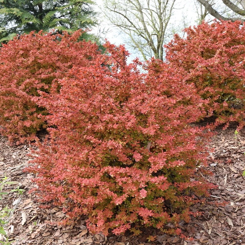 Sunjoy Fast Neo Barberry | Plant Addicts