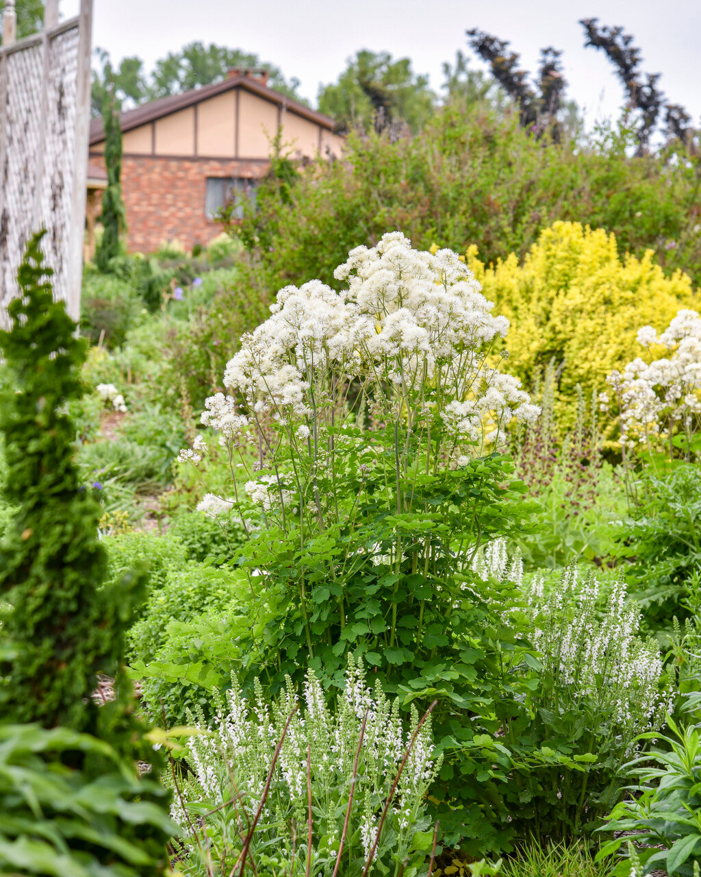 Cotton Ball meadow rue flowering in a garden