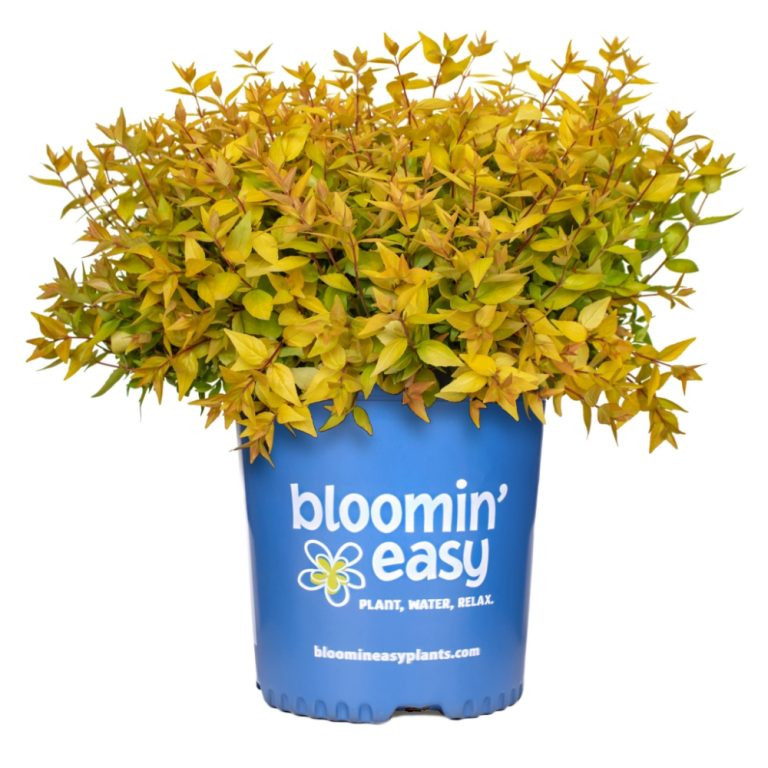 Bloomin Easy Mango Twist Abelia
