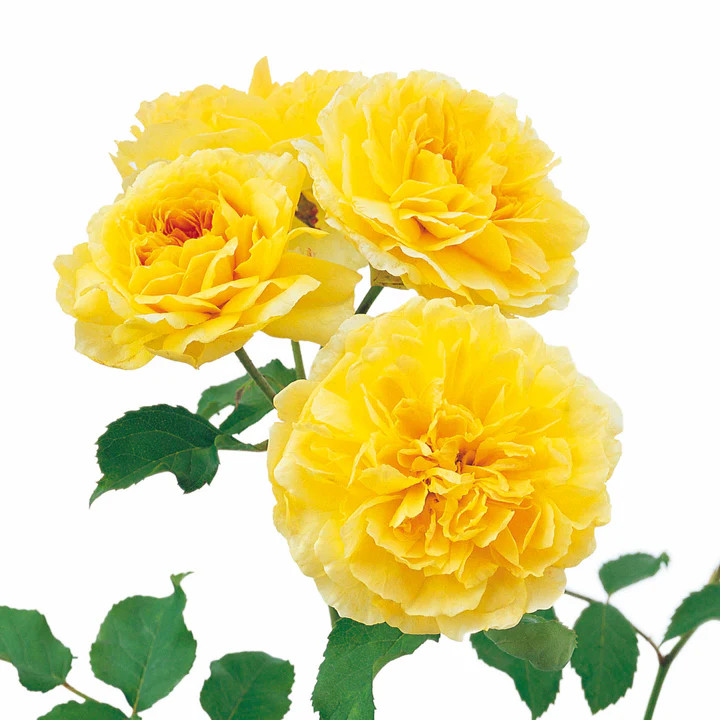 David Austin Roses Molineux - Thumbnail 3