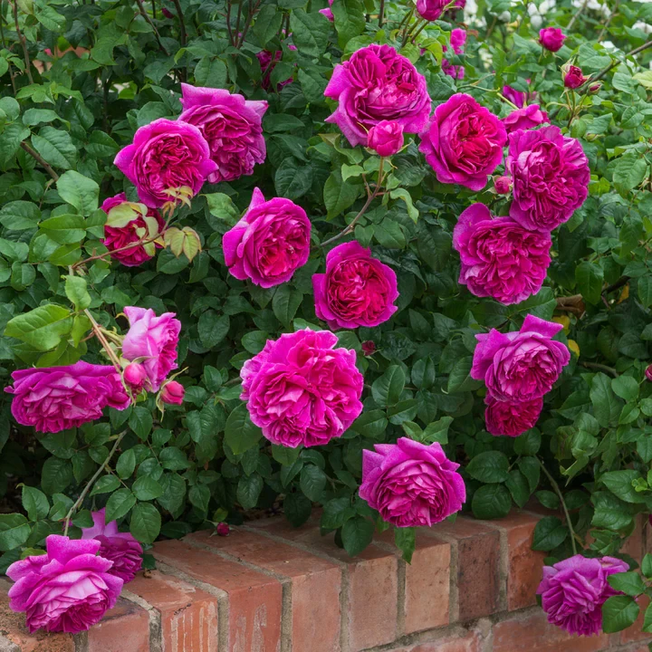 How Big Shrub Roses Young Lycidas English Shrub Rose | Plant Addicts
