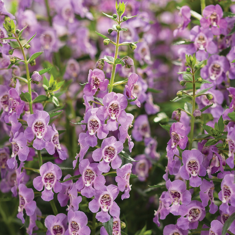 Angelface® Steel Blue Summer Snapdragon | Plant Addicts