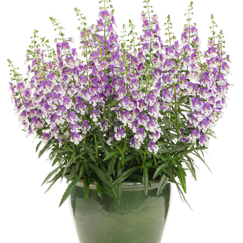 Angelface® Wedgwood Blue Summer Snapdragon | Plant Addicts