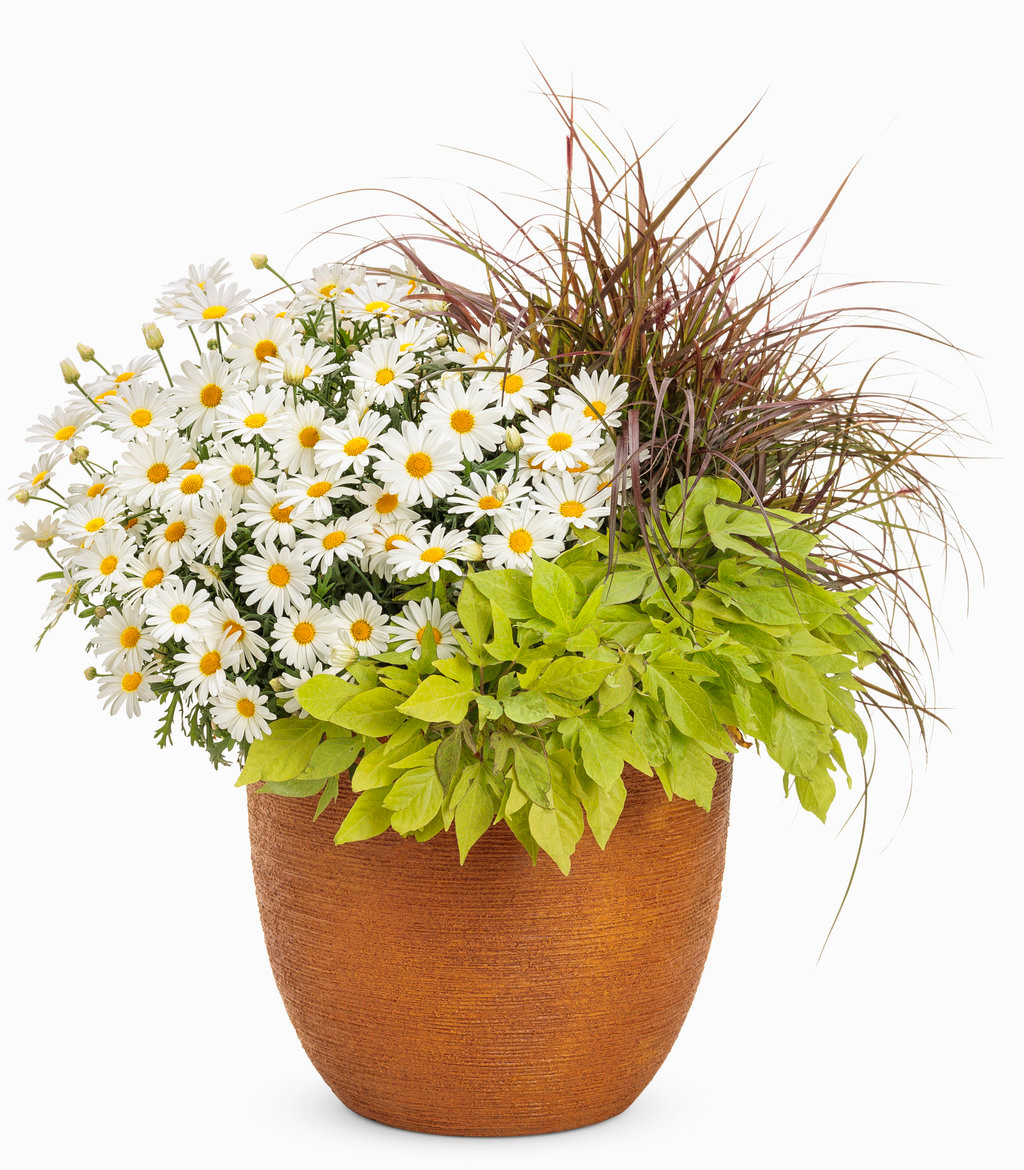 Proven Winners Butterfly Marguerite Daisy - Thumbnail 5