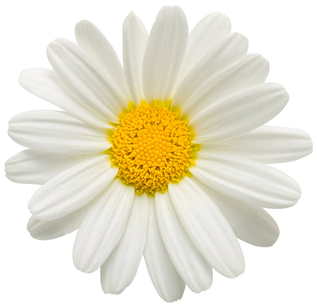 Proven Winners Butterfly Marguerite Daisy