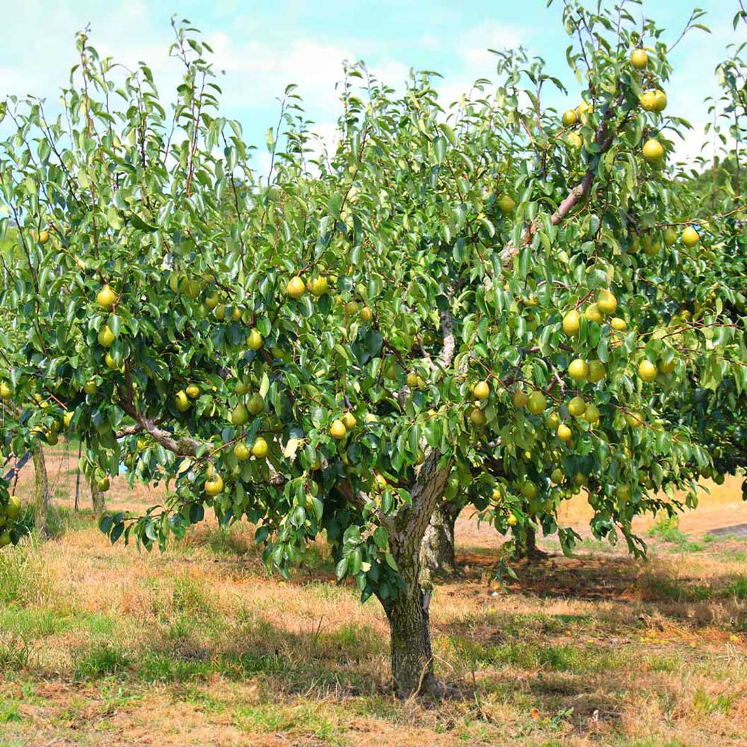 Bartlett Pear Tree | Plant Addicts