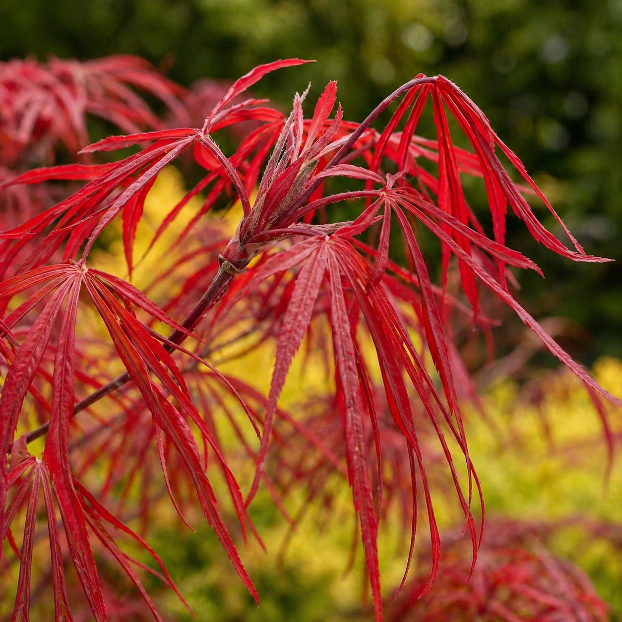 Monrovia Ribbonleaf Japanese Maple