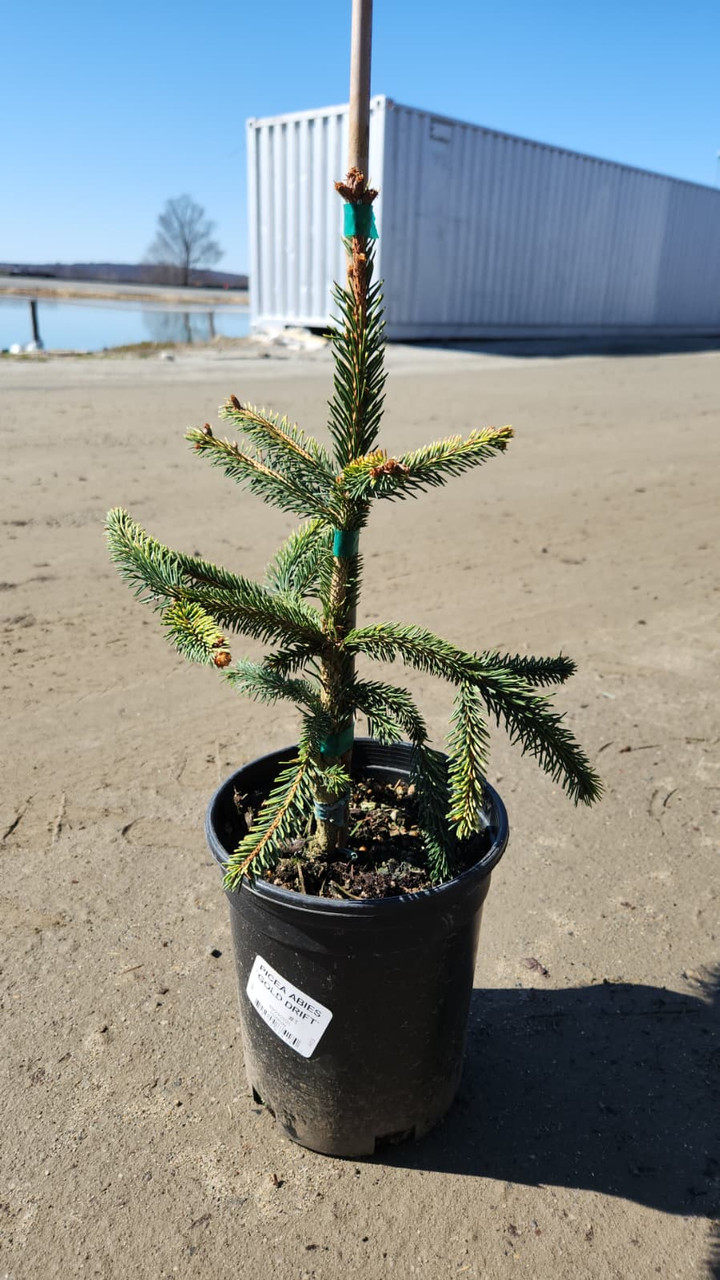 Weeping Golden Norway Spruce | Plant Addicts