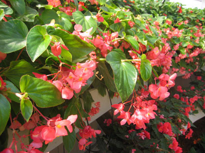 Dragon Wing Pink Begonia - Thumbnail 3