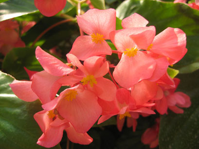 Dragon Wing Pink Begonia