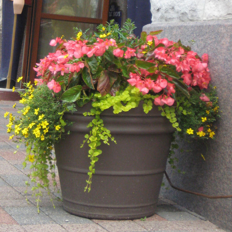Proven Selections Dragon Wing Begonia - Thumbnail 5
