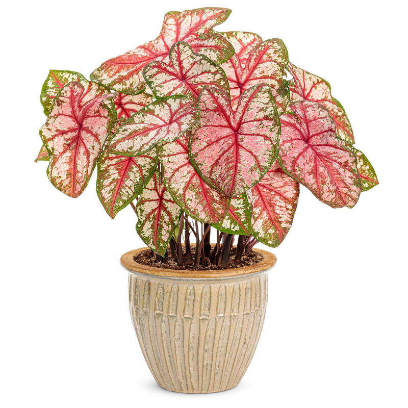 Heart to Heart® Bottle Rocket Caladium | Plant Addicts
