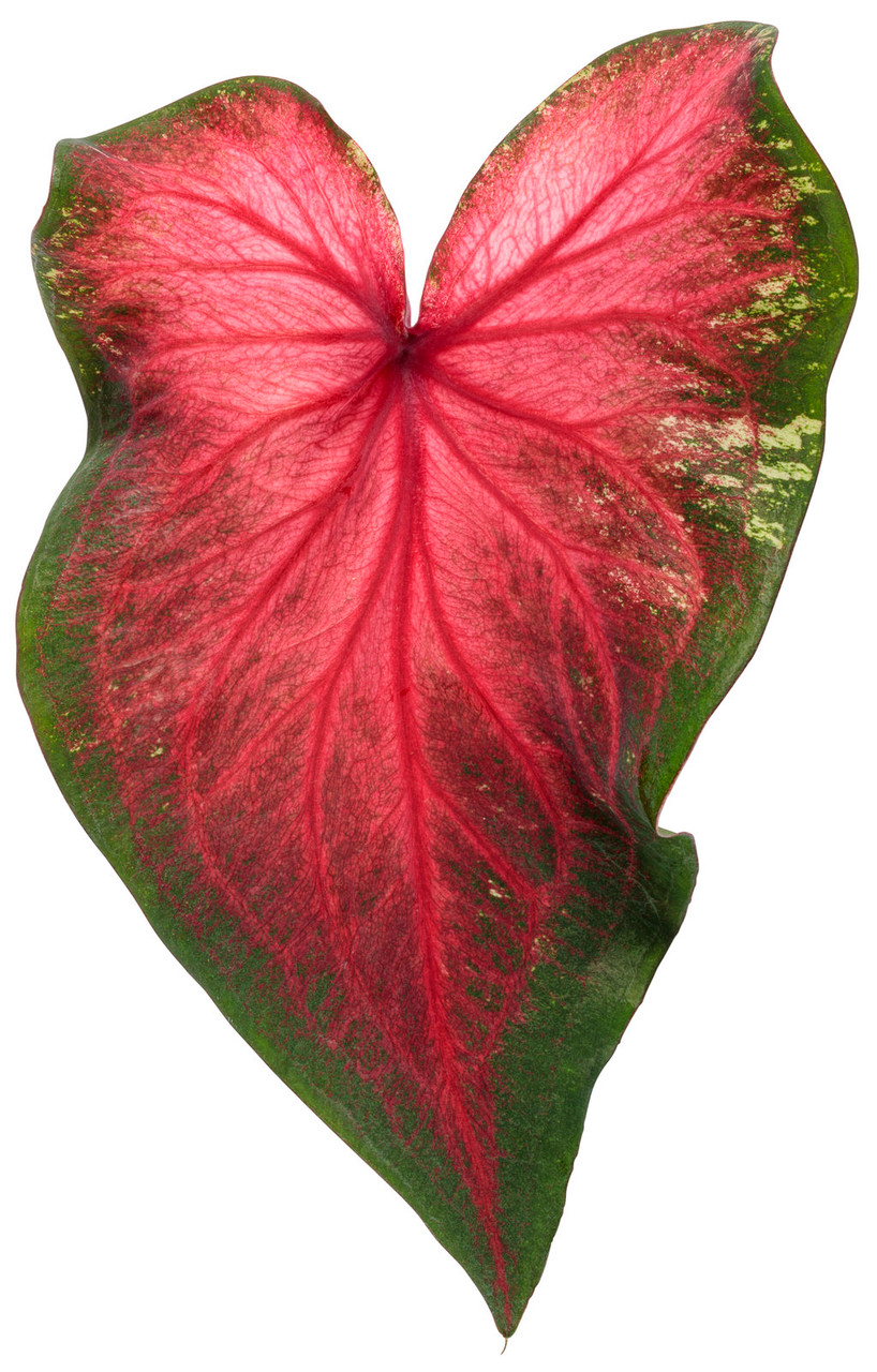 Proven Winners Heart to Heart Heart's Delight Caladium - Thumbnail 4