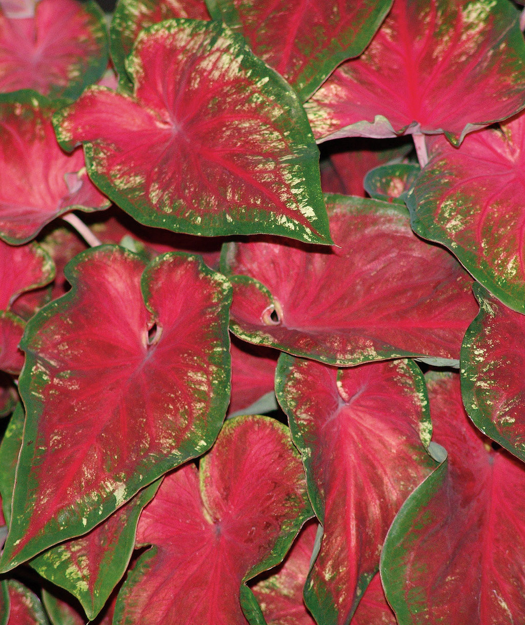 Proven Winners Heart to Heart Heart's Delight Caladium - Thumbnail 5