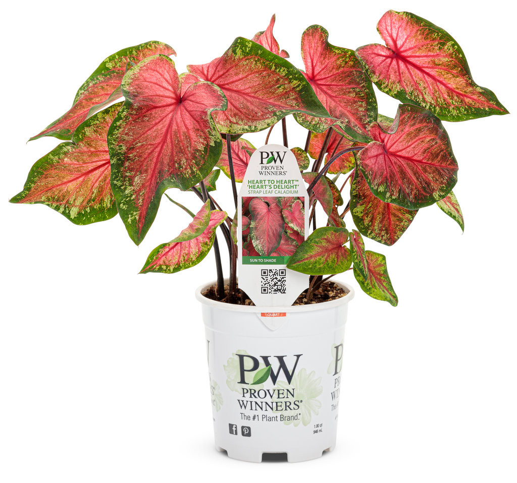 Proven Winners Heart to Heart Heart's Delight Caladium - Thumbnail 3
