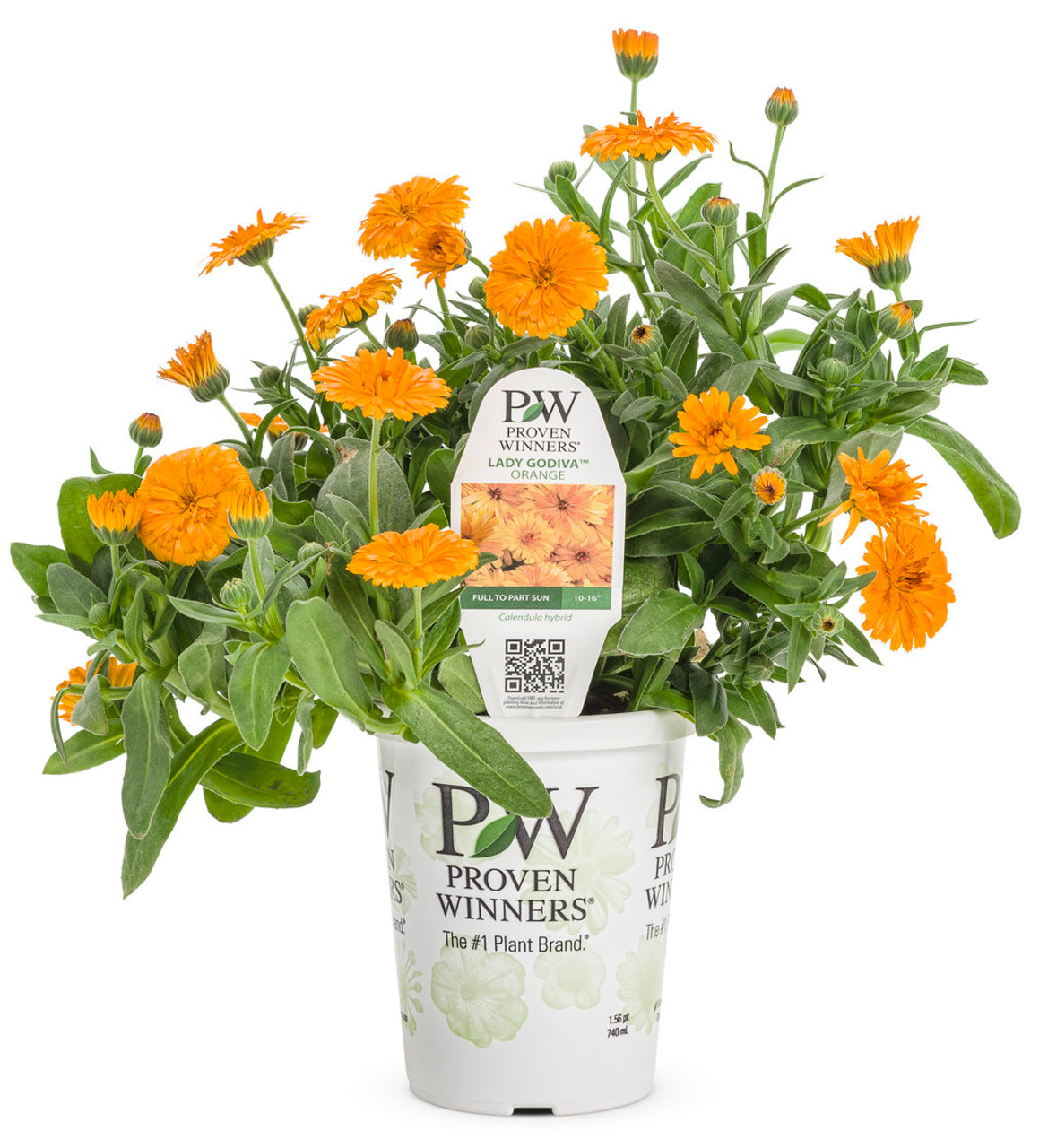 PROVEN WINNERS 4.25 in. Grande Orange Flowers Lady Godiva Orange English  Marigold Calendula Live Plants (8-Pack) CLNPRW1017528 - The Home Depot