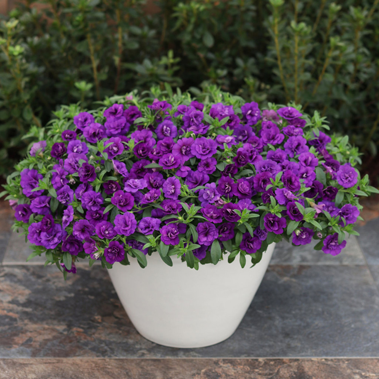 nemen Communisme Paine Gillic Superbells® Double Blue Calibrachoa | Plant Addicts