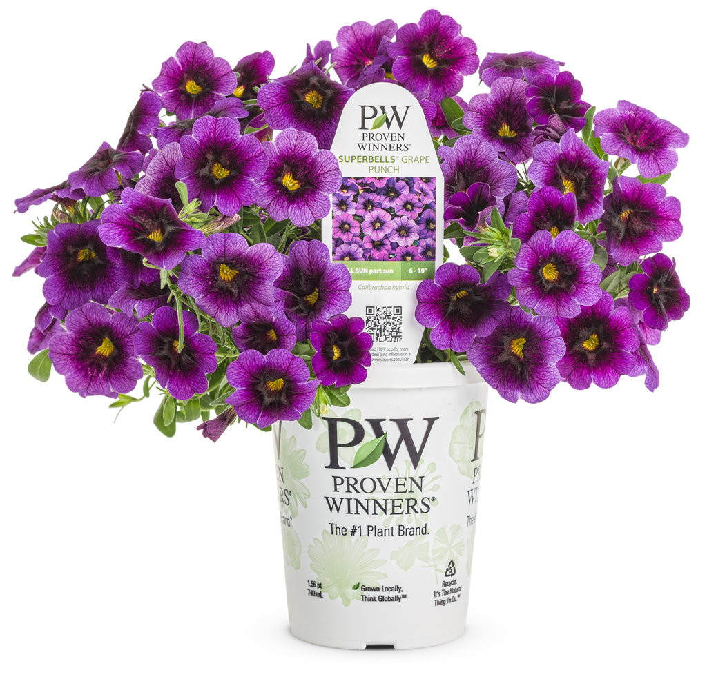 Superbells® Grape Punch Calibrachoa | Plant Addicts